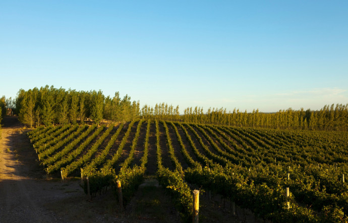 En Patagonie, des viticulteurs patagons ont su développer, en seulement trente ans, le potentiel de ces grappes noires millénaires, 2024 – TGL
