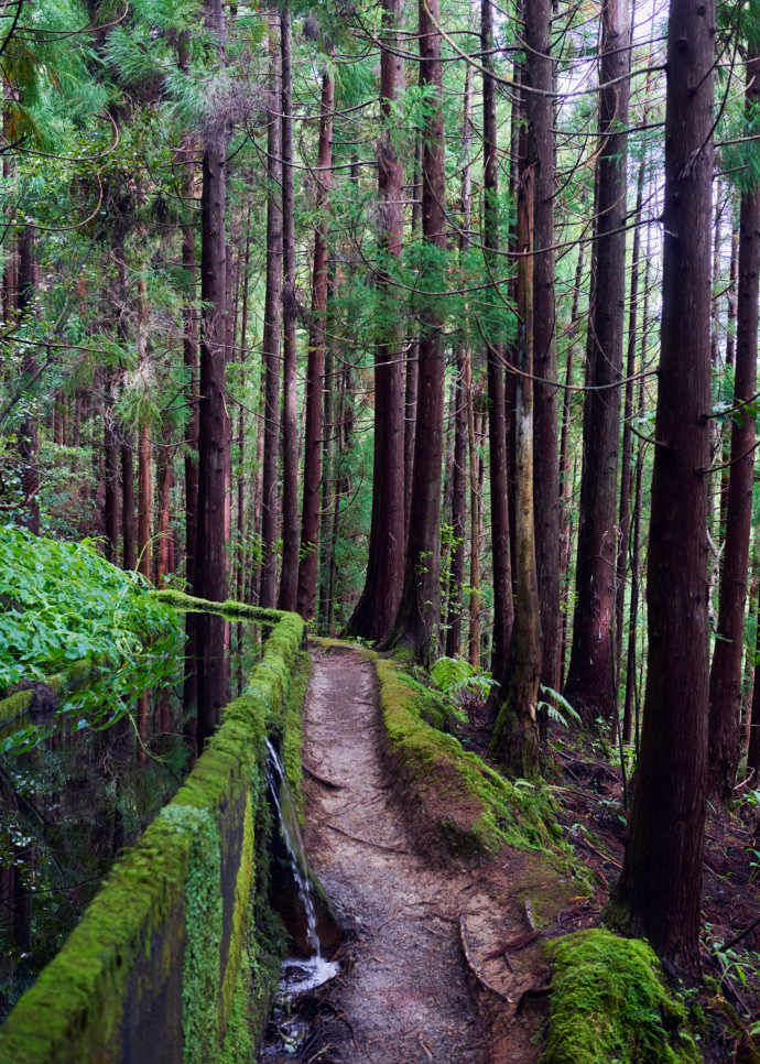 Après avoir obtenu une autorisation d’accès (en ligne) et un bulletin météorologique favorable, on s’élance au sommet de l’île de São Miguel sur un sentier, d’abord en terre battue, puis couvert de lattes de bois.