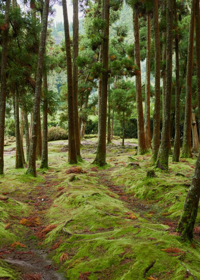 Le climat océanique humide des Açores favorise les sols forestiers mousseux.