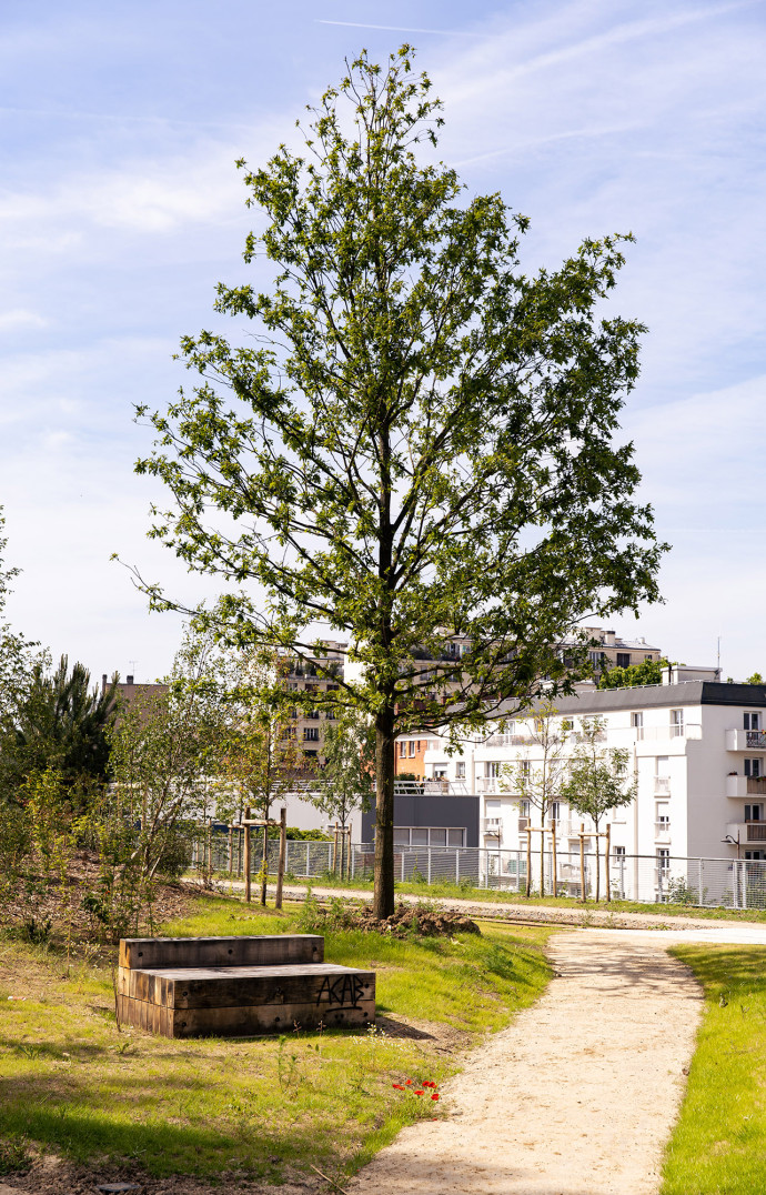 Le bois de Charonne.