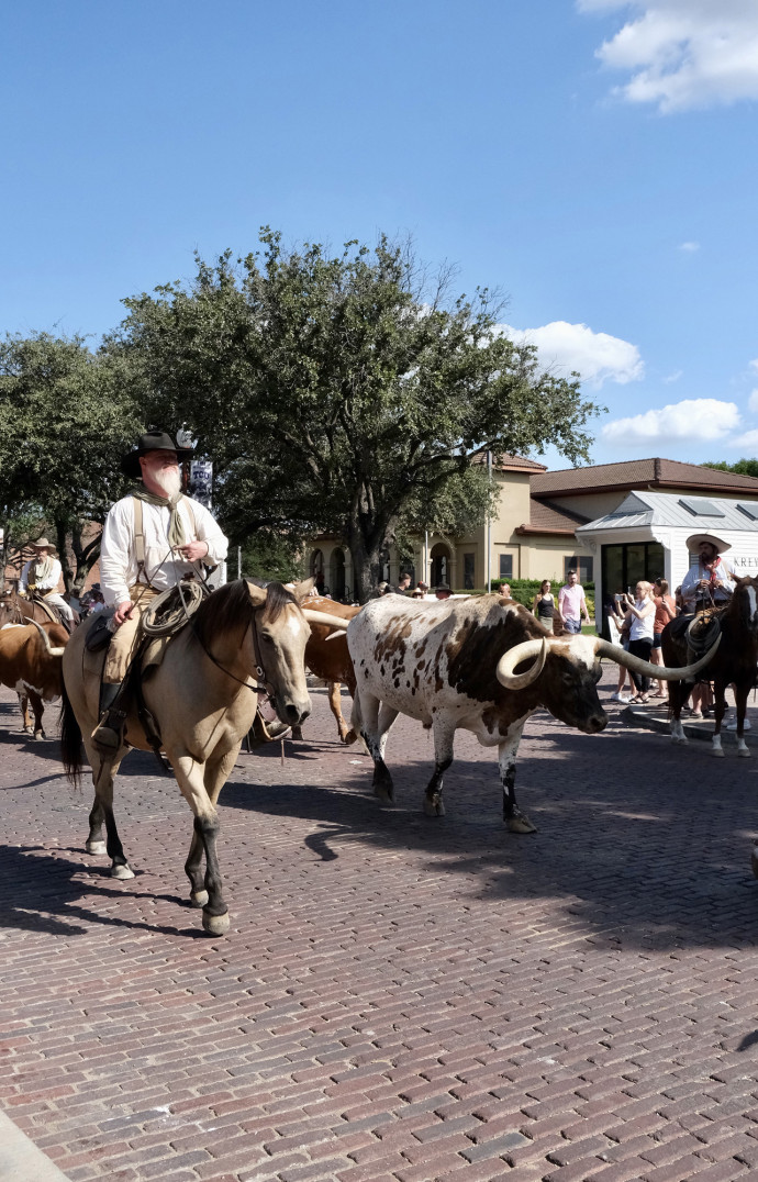 Deux fois par jours, des acteurs-cowboys défilent en ville, dans le quartier des Stockyards, avec leur bétail — comme avant.
