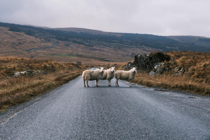 Le haggis s’agit d’un hachis traditionnellement fait d’abats de brebis ou de mouton.