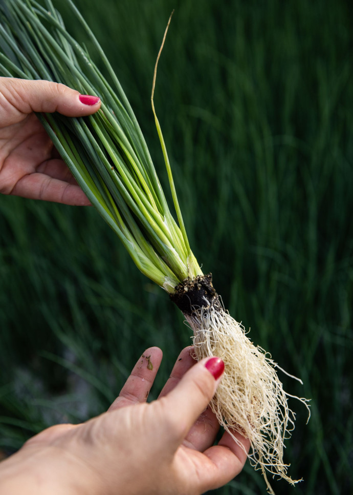 Si l’aquaponie ne fait pas l’unanimité chez les défenseurs de l’agriculture biologique et du « plein champ », parce qu’elle repose sur des cultures hors-sol et qu’elle répond à une logique intensive.