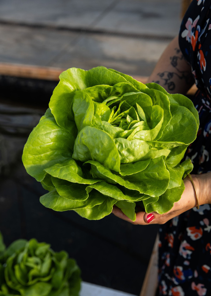 . Une laitue pommée verte cultivée grâce à des déjections de truites, garantie zéro pesticide !