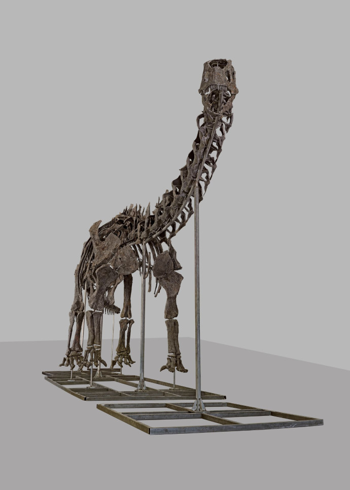 L’apatosaure Vulcain, le plus grand dinosaure jamais mis en vente, avec ses 20 m de long.