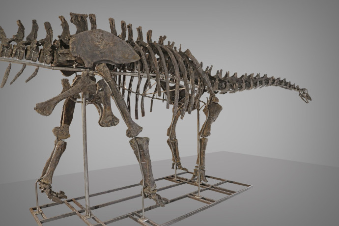 Le Museum d’histoire naturelle de Nantes a la chance de bénéficier du financement intégral, par la Métropole de Nantes, de sa campagne de fouilles dans le Wyoming : le sauropode exhumé sera la star du musée totalement rénové (fin 2025), gage d’un public nombreux.