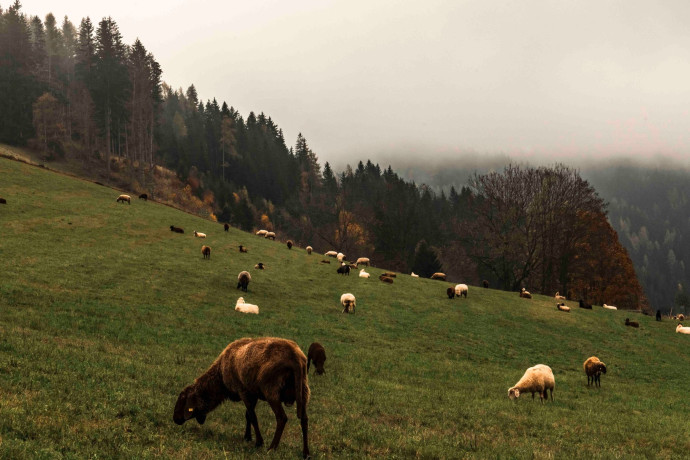 Des moutons à perte de vue.