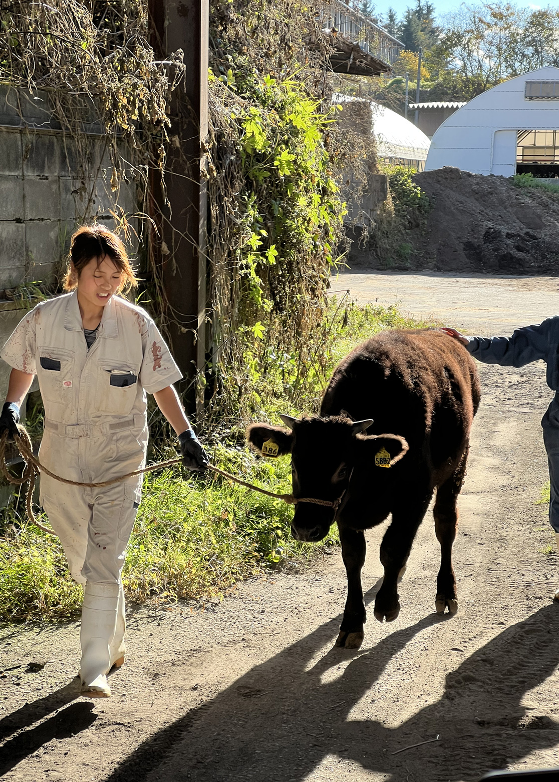 the-good-life-wagyu-14